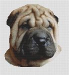(image for) Fawn Shar Pei